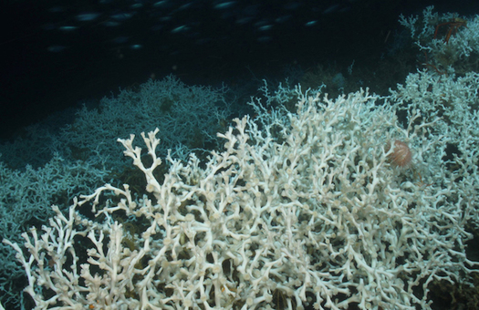 Some deep-sea corals can grow hundreds of feet tall, while others live for thousands of years. (noaa.gov)