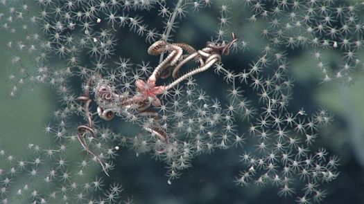 An octocoral (Metallogorgia sp.) and a commensal brittle star (Ophiocreas sp.) photographed at about 6,000 feet deep during a 2017 NOAA research cruise along the northern West Florida Escarpment in the Gulf of Mexico. (noaa.gov)