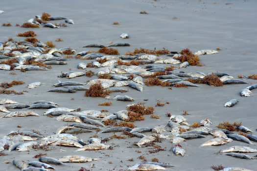 Algal blooms from nitrogen pollution kill fish, close beaches and endanger public health. (Brandon Seidel/Adobe Stock)
