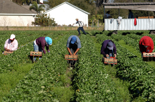 North Carolina is one of the largest users of the H-2A guest worker program, employing between 14,000 and 17,000 H-2A migrant workers annually. (Adobe Stock)
