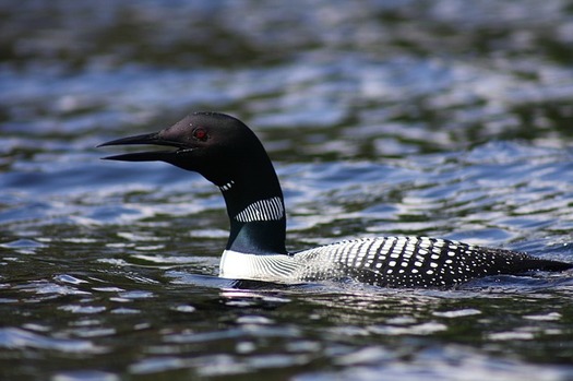 A new lawsuit filed in New Hampshire blames PCB pollution for a drop in the loon population on Squam Lake. (Krista269/Pixabay)