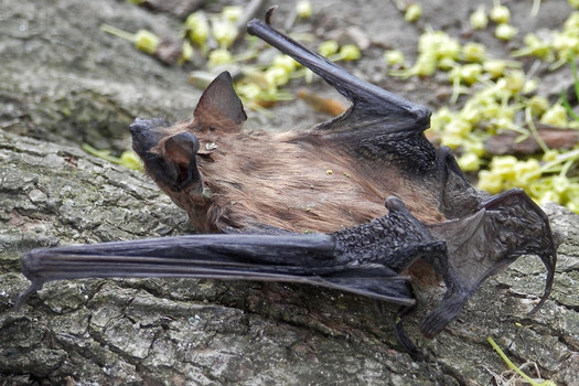 Bats are slow to reproduce, which makes it difficult to recover disturbed populations. (Ryan Hodnett/Flickr)