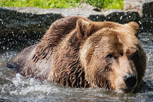 A U.S. Fish and Wildlife Service rule change would permit trapping and baiting of brown bears in Alaska's Kenai National Wildlife Refuge. (Sapphoris/Pixabay)