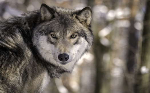 The U.S. Fish and Wildlife Service says the gray wolf population has recovered enough to remove it from the endangered species list. But critics say the move is premature, and could wipe out any gains made in recent decades. (Adobe Stock)