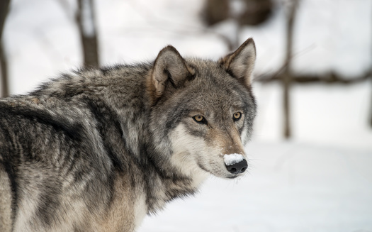 The U.S. Fish and Wildlife Service says the gray wolf population has recovered enough to remove it from the endangered species list. But critics say the move is premature and could wipe out gains made in recent decades. (Adobe Stock)
