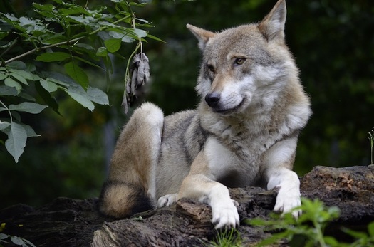 Wolves are considered a keystone species whose presence on landscapes helps regulate deer and elk grazing and improves ecosystem health. (Jospeh Almendarez/Pixy)