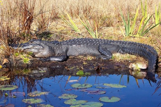 The Okefenokee Wildlife Refuge is the largest blackwater swamp in North America, and one of the 