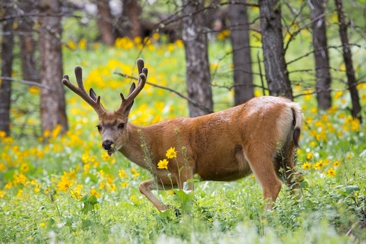 Conservationists hope new migration-route maps will help state and federal agencies reverse the trend of declining mule deer populations in Wyoming. (Needpix)