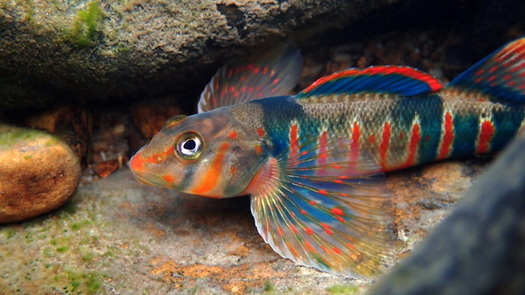 The candy darter is one endangered fish species that conservation groups want to protect from the effects of pipeline construction in Virginia and West Virginia. (Native Fish Coalition)