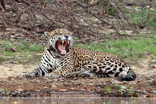 Construction of a wall along the border between the United States and Mexico has hampered the natural migration of wildlife, including the Mexican gray wolf, bighorn sheep, ringtail cats, ocelot and jaguar. (wiki.org)