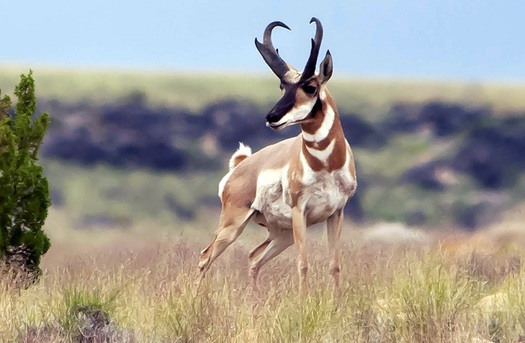 A new U.S. Geological Survey map charts the annual migration patterns of the pronghorn antelope and other big-game species across Arizona and other Western states. (Rod Gardner/Adobe stock)   