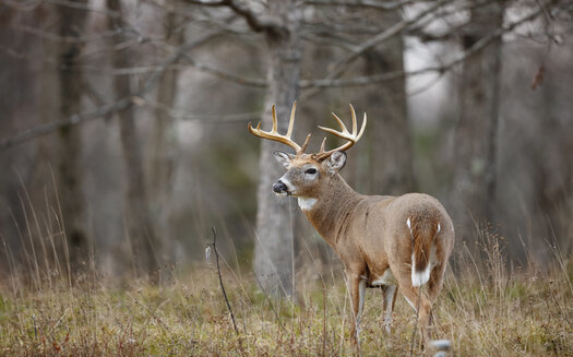 In 2019, Iowa's Help Us Stop Hunger program saw 3,750 deer donated to food banks, generating nearly 630,000 meals to Iowa families dealing with food scarcity. (Adobe Stock)