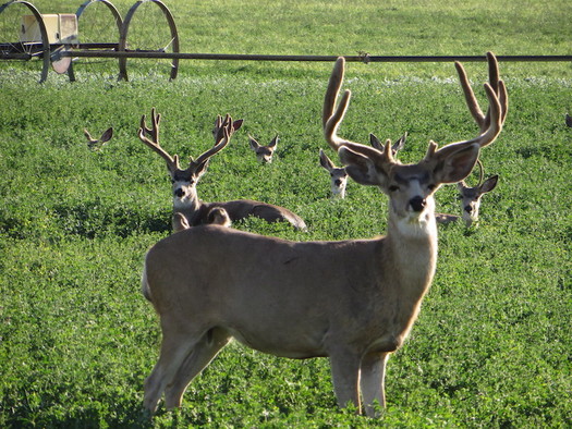 A new U.S. Geological Survey report uses GPS technology to track animal movements through 26 corridors, 16 migration routes, 25 stopovers and nine winter ranges. (Wikimedia Commons)