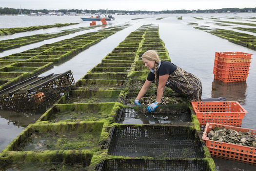 The program aims to support more than 100 shellfish companies and preserve more than 200 jobs. (Cavan Images/Adobe Stock)