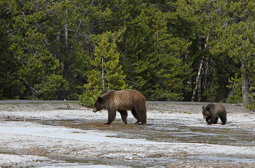 There have been 48 grizzly bear deaths in the Greater Yellowstone Ecosystem this year. (Yellowstone National Park/Flickr)