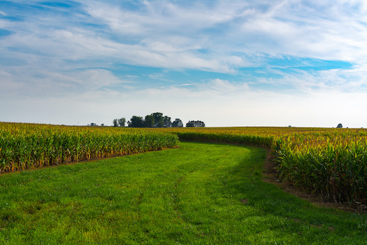 Illinois farmers are experiencing rainier springs and drier summers because of the changing climate. (EJRodriquez/Adobe Stock)