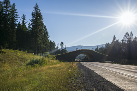Montana has developed a movement and migration strategy to protect wildlife in the state. (MierCat Photography/Adobe Stock)