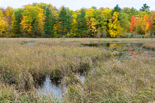 The new EPA rule has removed federal Clean Water Act protections from isolated wetlands and intermittent streams. (wolterke/Adobe Stock)