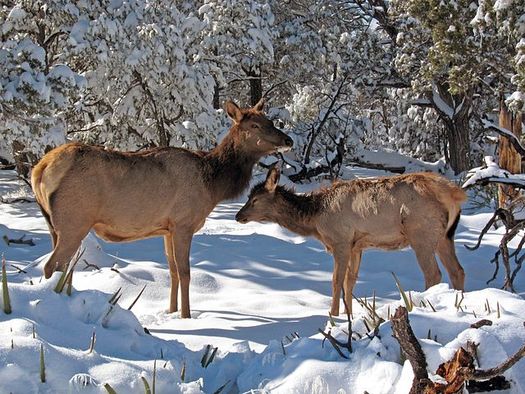 Wildlife advocates are concerned that drawing large numbers of elk to winter feedlots, where they are in close proximity for months at a time, could lead to outbreaks of chronic wasting disease. (NPS)