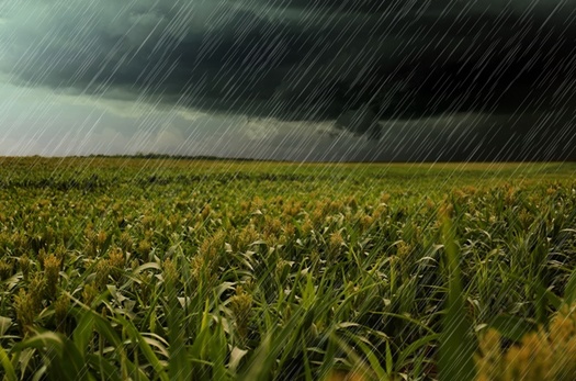 More frequent heavy rainfalls are posing challenges for growers in Indiana. (Adobe Stock)