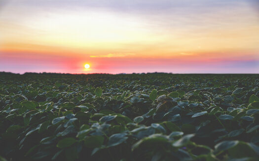 North Dakota farmers, especially those who grow soybeans, say they've been hammered by trade policy. But the union representing farmers in the state is hopeful Ag Secretary nominee Tom Vilsack will be able to establish a better environment, if approved. (Adobe Stock) 