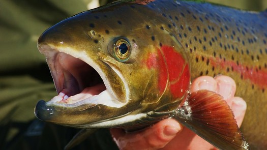 Last year, only 18 sockeye salmon returned to Redfish Lake, south of Stanley. (Ryndon Ricks/Flickr)