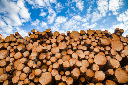 Most of the wood harvested in the United States is exported to Southeast Asia for furniture manufacturing. (Adobe Stock)
