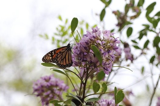 The monarch butterfly's annual migration route parallels Interstate 35, so transportation departments in Texas and other states are prioritizing habitat creation along the freeway. (GeorgeB2/Pixabay)