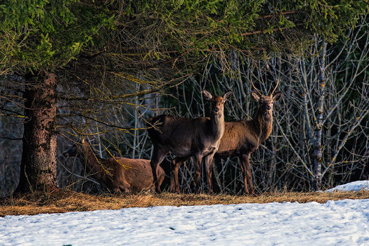The roughly 600,000 deer hunters in Michigan spend about $16 million annually on hunting licenses alone. (Nicole Bonanzz/Flickr)