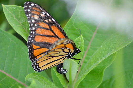 Monarch Butterflies Nearing Extinction Public News Service