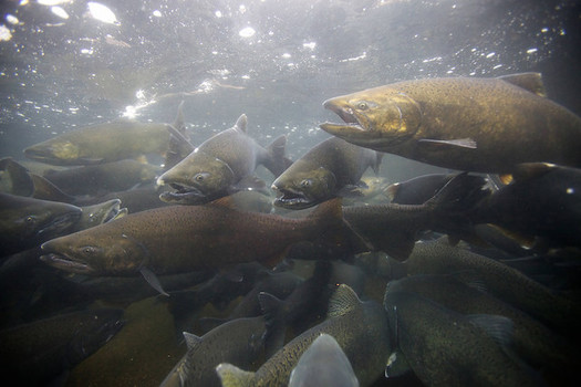 Some groups in the Northwest say four dams in southwest Washington need to come down in order to save the region's native salmon populations. (Ryan Hagerty/U.S. Fish and Wildlife Service)