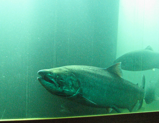The governors of Oregon and other Northwest states have signed an agreement to work on recovery of salmon and steelhead. (Portland Corp/Flickr)