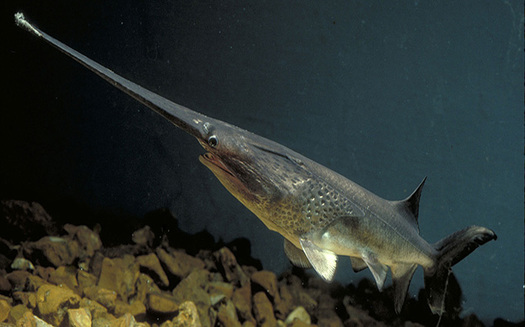 Authorities say amid a declining population, the paddlefish sturgeon has become a popular target of wildlife traffickers in the Midwest, for its roe, sold as 