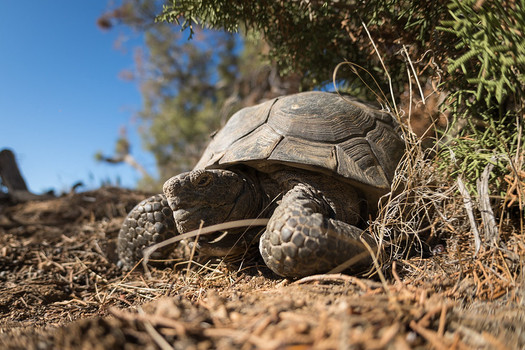 The Desert Renewable Energy Conservation Plan contains habitat protections for many threatened species, including the desert tortoise. (Kurt Moses/Joshua Tree National Park)