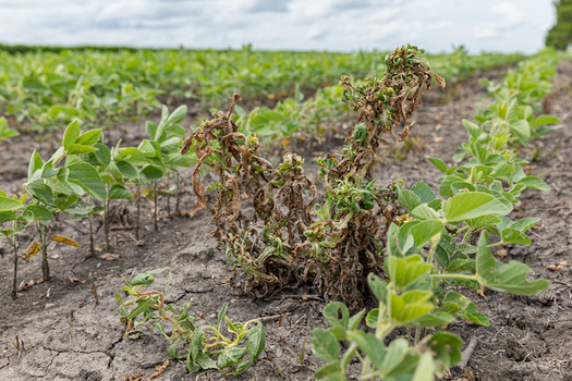 In just four years of use, dicamba has damaged at least five million acres of soybeans, decimated fruit orchards and vegetable farms, and damaged trees, backyard gardens and natural areas throughout much of rural America. (Adobe Stock)