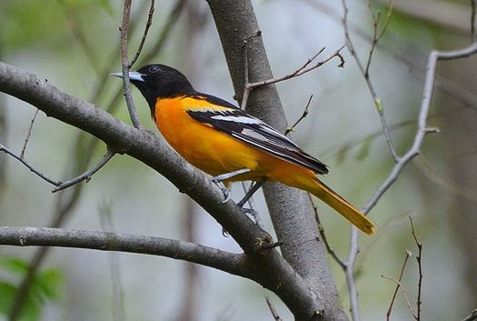 The Trump administration gutted protections for migratory birds including Maryland's endangered Baltimore oriole, whose population has declined by 44% since 1970. (Wikimedia Commons)