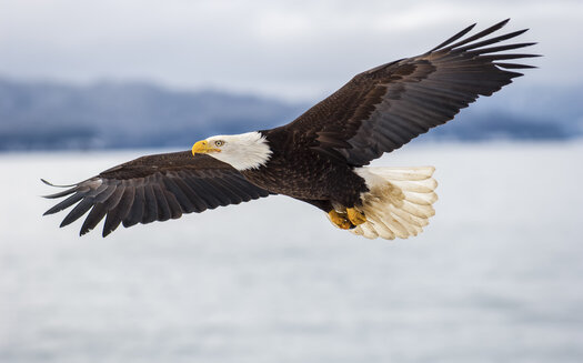 The Trump administration gutted protections for migratory birds by weakening a law that protects more than 1,000 species, including the bald eagle. (Adobe Stock)