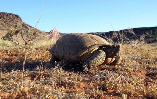 About 2,000 rare Mojave Desert tortoises are left in southern Utah's Red Cliff Desert Reserve. The reptiles are considered 