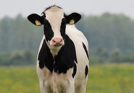 Due to COVID-related backlogs at processing plants, Nebraska farmers must make reservations more than one year before animals are born. (Frauke Feind/Pixabay)