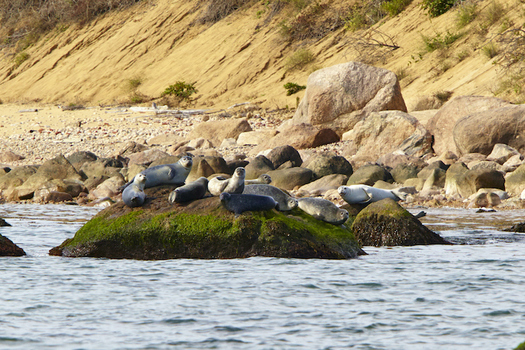 Every winter, hundreds of seals bask on the offshore rocks of Plum Island. (Robert Lorenz)