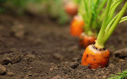 As of 2019, federal agriculture officials said there were more than 16,000 organic farms in the United States. (Adobe Stock)