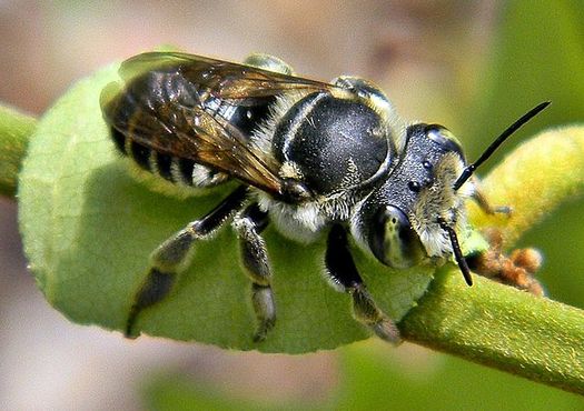 Common halictid bee populations have declined by 17% since 1990, while the rarer Melittidae have dropped by 41%. (Bob Peterson/Wikimedia Commons)