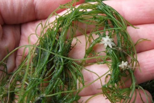 Starry stonewort, first detected in Minnesota in 2015, is among the aquatic invasive species the state is trying to contain. (Adobe Stock) 