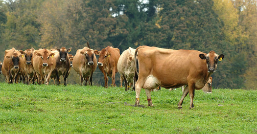 In 2019, Oregon's mega-dairies produced 6.5 billion pounds of waste, according to the Stand Up to Factory Farms Coalition. (Lynn Ketchum/Oregon State University)