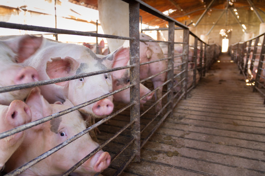 Feces and urine from hogs on industrial farms are stored in large pools called lagoons. (Adobe Stock)