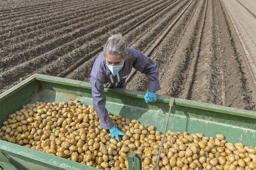 Kentucky farmers receive on average $2,013 for participating in the state's Farms to Food Banks program. (Adobe Stock)