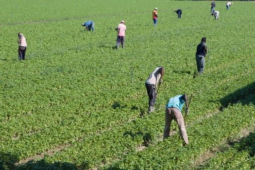 Groups are pushing for guest worker visa reforms that would prevent farm labor contractors from exploiting workers brought to the United States. (Adobe Stock)
