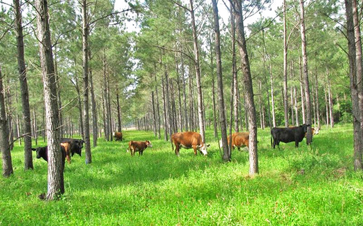 Agriculture experts say 