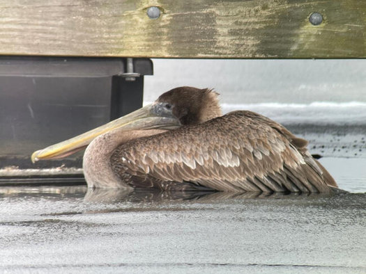Arvy the pelican is recovering well at Busch Gardens in Florida. (Andy Griswold/CT Audubon Society)