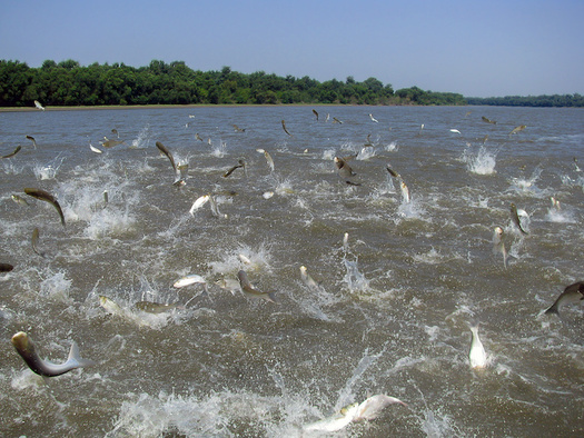 Flying Asian carp can jump out of the water and cause boating accidents. (Adobe Stock)